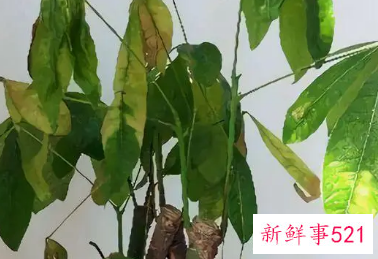 发财树叶子发黄怎么补救