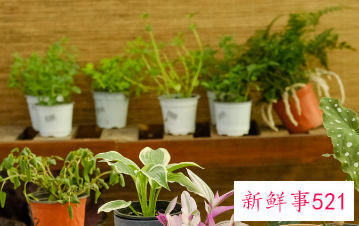 小仙女花养殖方法