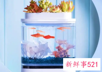 初学养鱼养什么鱼好