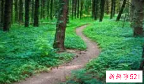 梦见小路是什么意思