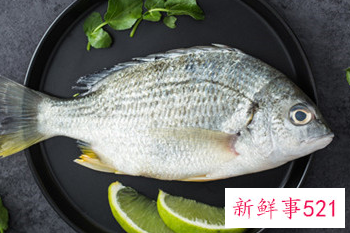 初学养鱼养什么鱼好