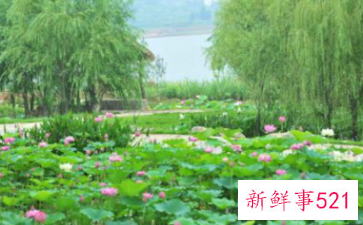 莲藕发芽到什么程度才可以种