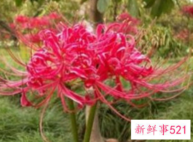 彼岸花是什么花寓意什么代表什么