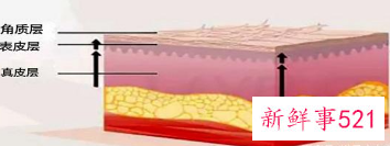 皮肤表皮层的结构及作用