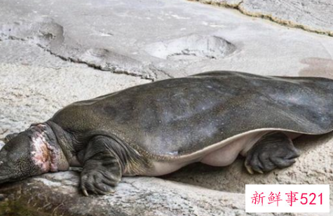 梦见吃甲鱼肉是什么预兆