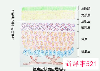 皮肤表皮层的结构及作用