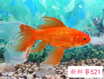 梦见金鱼代表什么