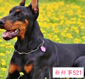 什么狗护主人排行