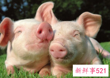 嫉妒心极强的生肖女