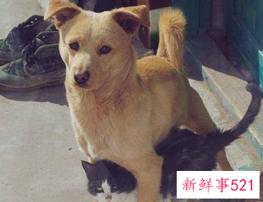 什么狗护主人排行