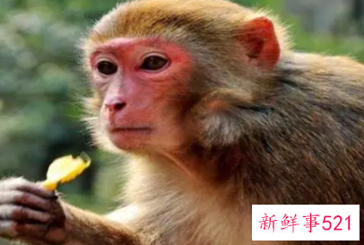 属猴的什么颜色最旺财