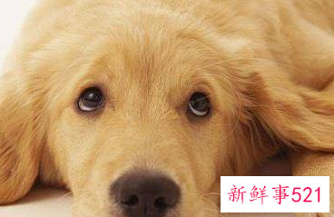 什么狗护主人排行