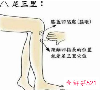 足三里的准确位置图片