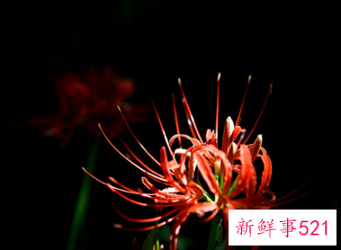 彼岸花是什么花寓意什么代表什么