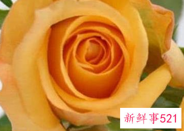 老年享福的三大生肖女