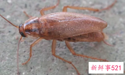 蟑螂怕洗衣粉么