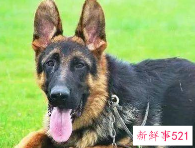 什么狗护主人排行