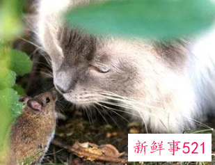 梦到很多老鼠和猫是什么意思