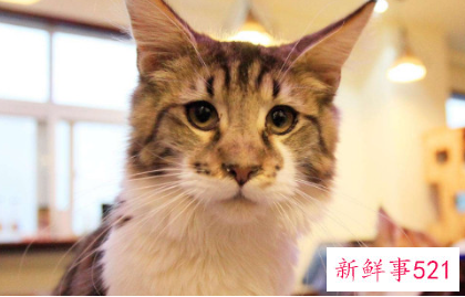 猫的优点和缺点有哪些