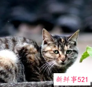 梦见猫与猫搏杀寓意