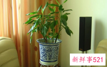 客厅养花有哪些风水禁忌和讲究