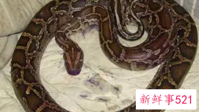 蟒蛇为什么喜欢缠女人