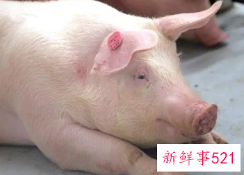 嫉妒心极强的生肖女