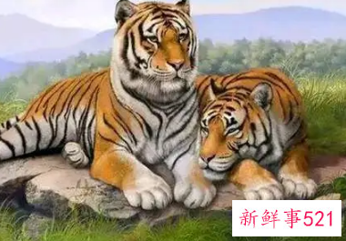 生肖属虎的人适合做哪几个行业