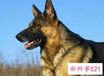 什么狗护主人排行