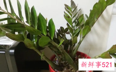 金钱树冻伤怎样补救