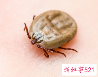 被蜱虫咬了该怎么办