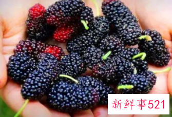 吃桑葚的好处与坏处有哪些