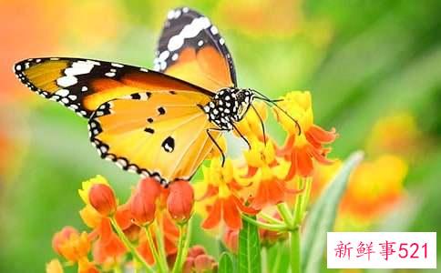 毛呢腰带蝴蝶结的系法图解