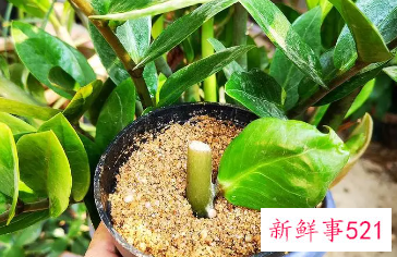 金钱树冻伤怎样补救