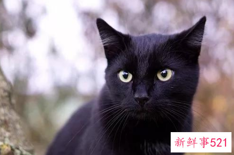 西班牙吉利数字