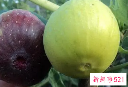 无花果安全越冬方法的方法