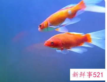 梦见金鱼代表什么