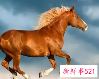 属马的宝宝起名叫宸源