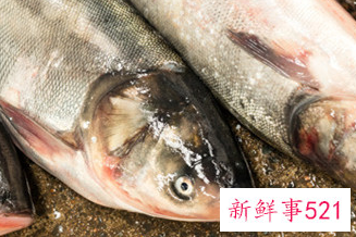 初学养鱼养什么鱼好