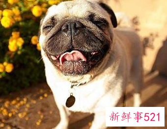 什么狗护主人排行