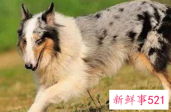 什么狗护主人排行