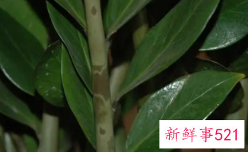 金钱树冻伤怎样补救