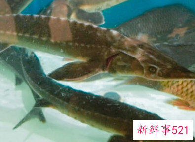 鱼要煮多久才能煮熟