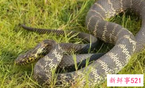 做梦到蛇爬上身是什么意思