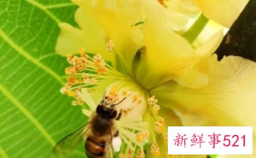 佳沛绿奇异果的功效