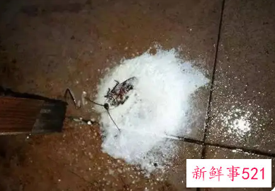 蟑螂怕洗衣粉么