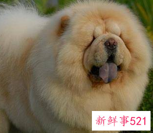 什么狗护主人排行