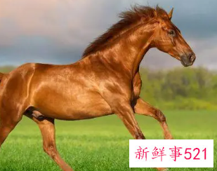 属马的宝宝起名叫宸源