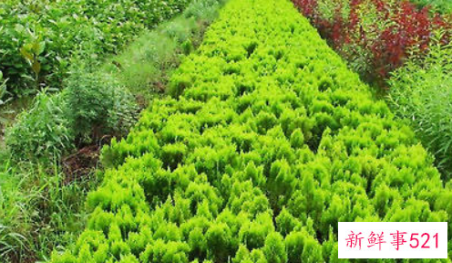 科学使用药物可提高苗木成活率