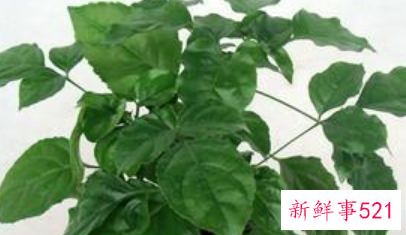 绿宝树的风水作用和摆放禁忌